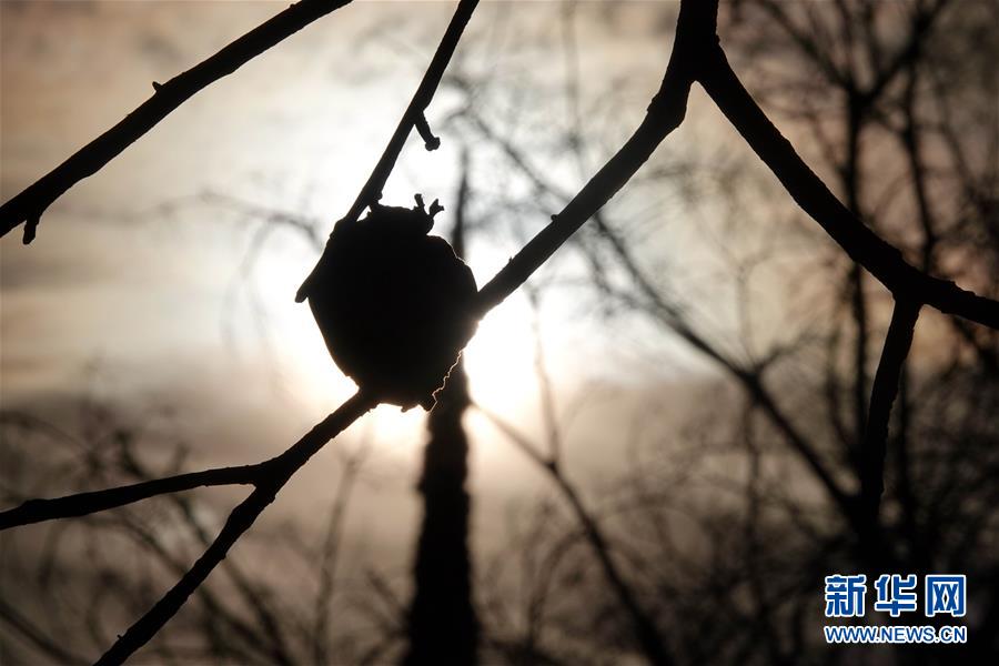 （國際&middot;圖文互動(dòng)）（10）一場山火，讓這個(gè)冬天格外冷&mdash;&mdash;探訪美國加州山火災(zāi)區(qū)