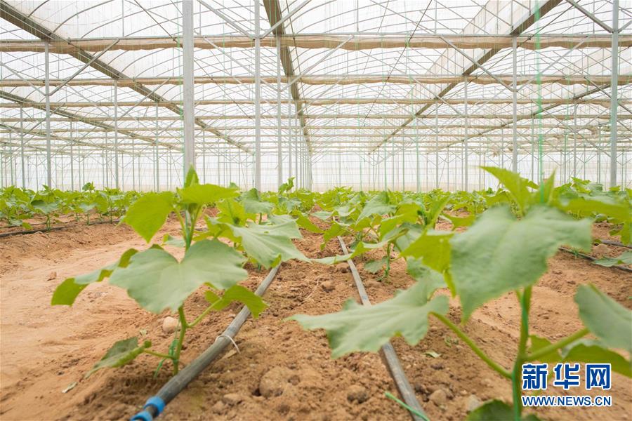 (國際·“一帶一路”高峰論壇·圖文互動)(6)荒漠正在成為瓜果飄香的綠洲——記中國國機重工埃及現(xiàn)代農(nóng)業(yè)溫室項目