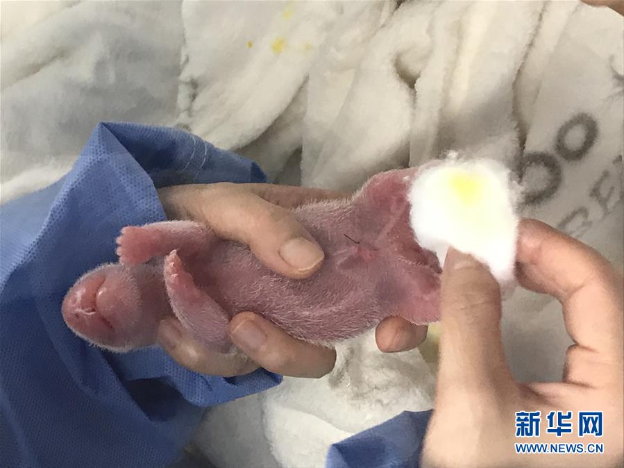 （國(guó)際）（2）旅德大熊貓&ldquo;夢(mèng)夢(mèng)&rdquo;產(chǎn)下雙胞胎