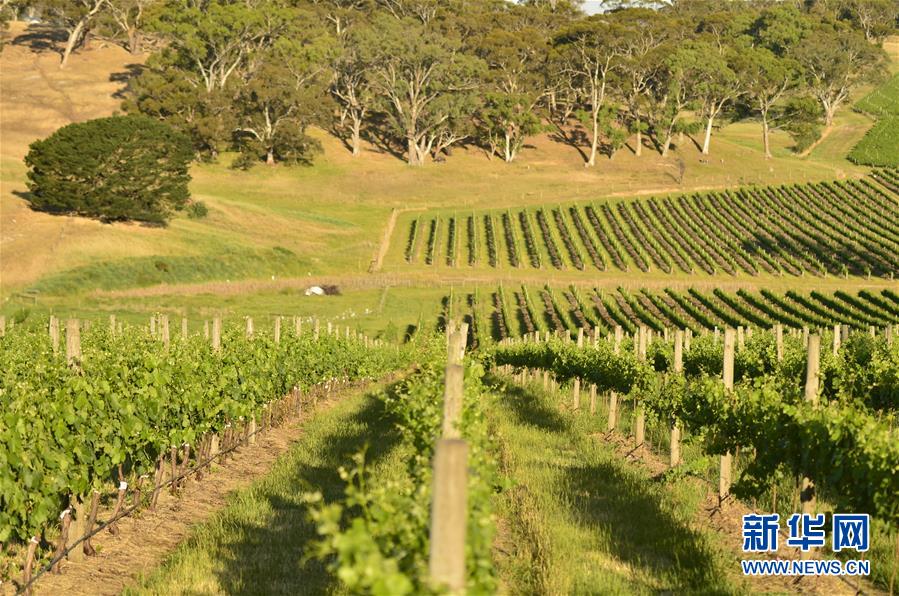 （第三屆進(jìn)博會(huì)&middot;圖文互動(dòng)）（5）專訪：進(jìn)博會(huì)是了解中國(guó)市場(chǎng)的好機(jī)會(huì)&mdash;&mdash;訪澳大利亞諾瓦維塔葡萄酒集團(tuán)創(chuàng)始人卡臣