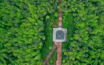 飛閱&ldquo;竹海&rdquo;