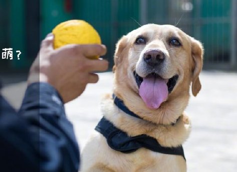 為了&ldquo;破冰&rdquo;，它們英勇無畏！