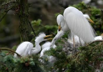 &ldquo;鷺鳥王國&rdquo;生機(jī)勃勃