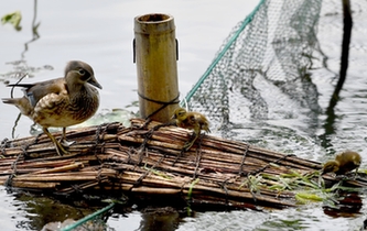 超有愛！西湖里的鴛鴦&ldquo;愛心橋&rdquo;升級