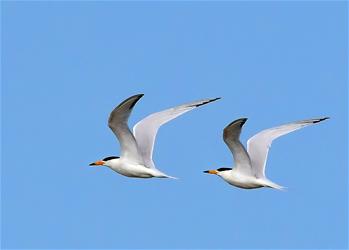 特寫：&ldquo;神話之鳥&rdquo;的&ldquo;閩江口舞步&rdquo;