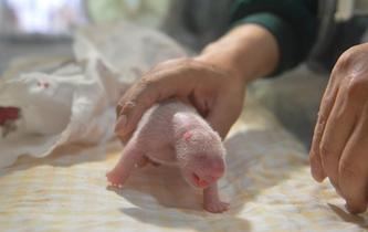 野外引種大熊貓&ldquo;草草&rdquo;產(chǎn)下龍鳳胎